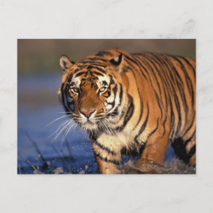 Carte Postale ASIE, Inde, Tigre du Bengale Panthera tigris)