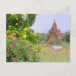 Carte Postale Asie, Myanmar (Birmanie), Bagan (Pagan). Vaches