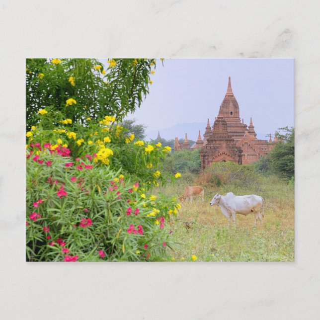 Carte Postale Asie, Myanmar (Birmanie), Bagan (païen). Vaches (Devant)
