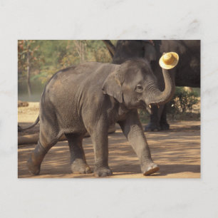 Carte Postale Asie, Thaïlande, Lampang Bowing avec casquette - T