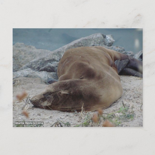 Carte Postale Asleep on the Rocks (Devant)