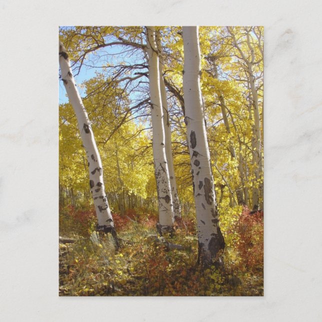 Carte postale Aspen automne (Devant)