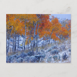 Carte Postale Aspen aux couleurs de l'automne, Montagnes Bighorn