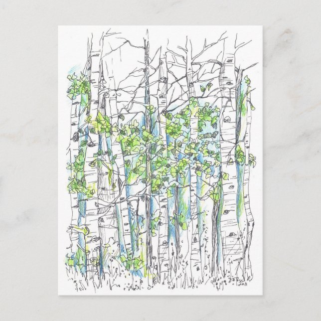 Carte Postale Aspen Birch Trees Stylo Et Dessin D'Encre (Devant)