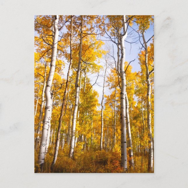 Carte Postale Aspen Groove Feuilles de automne jaunes (Devant)