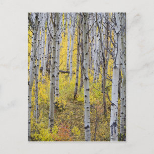 Carte Postale Aspen grove in peak fall color in Glacier