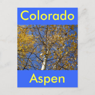 Carte Postale Aspen levant à travers les feuilles jaunes.