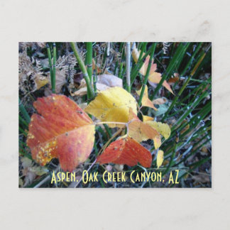Carte Postale Aspen, Oak Creek Canyon, AZ