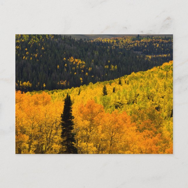 Carte Postale Aspen Trees (Populus Tremuloides) Et Conifères (Devant)