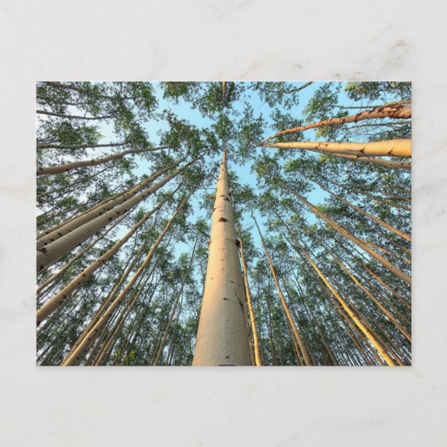 Carte Postale Aspen Trunks And Leaves, Yukon (Devant)