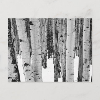 Carte Postale Aspens