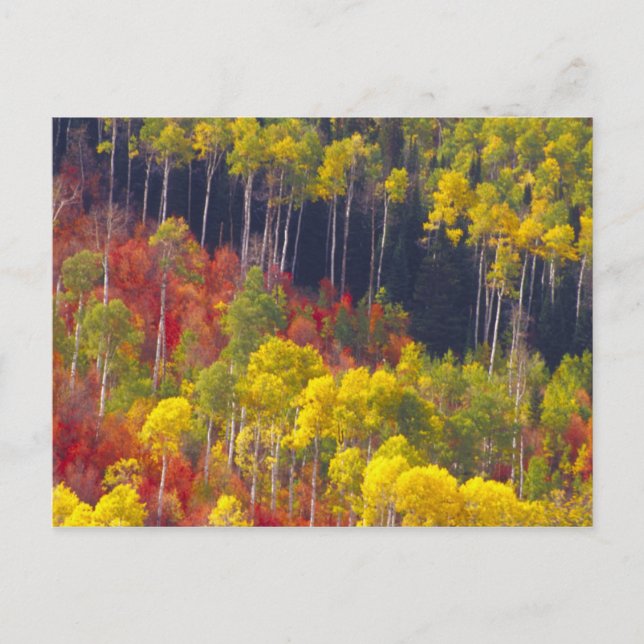Carte Postale aspens colorés dans Logan Canyon Utah dans (Devant)