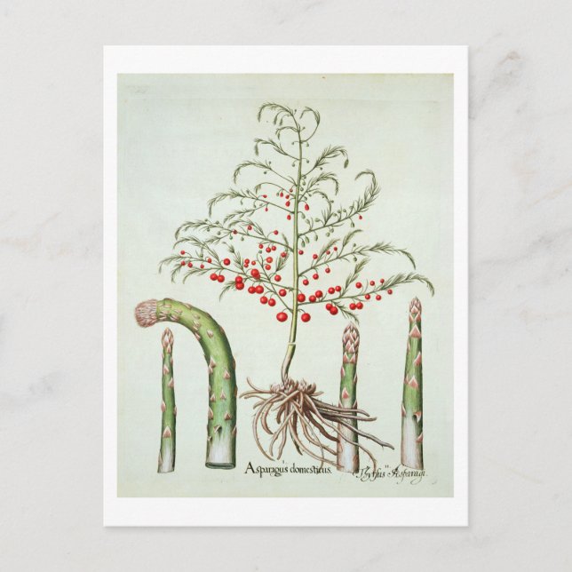 Carte Postale Asperges communes en fleur et fruits, du 'Ho (Devant)