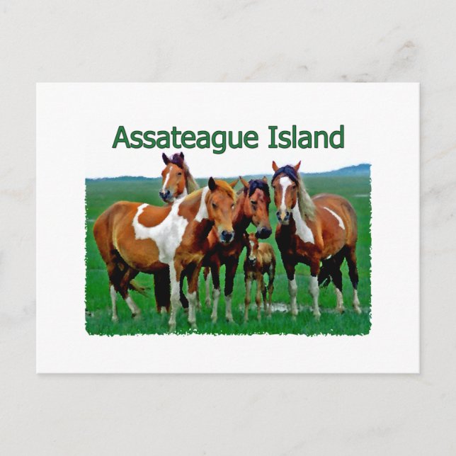 Carte Postale Assateague Island (famille de poney) (Devant)