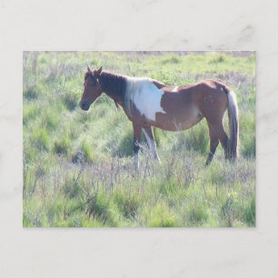 Carte postale : Assateague Island, Maison du Célèb