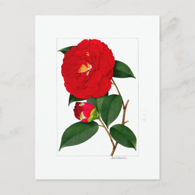 Carte Postale Assiette Camellia : Benikirin (Devant)
