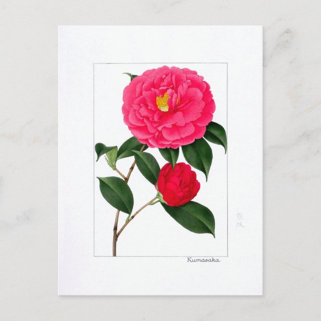 Carte Postale Assiette Camellia : Kumasaka (Devant)
