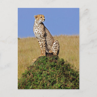 Carte Postale Assis Cheetah