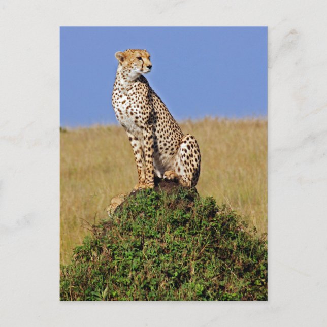 Carte Postale Assis Cheetah (Devant)