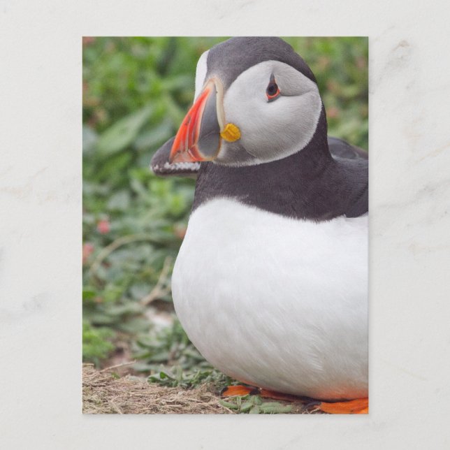 Carte Postale Assis Puffin à Skomer Island (Devant)