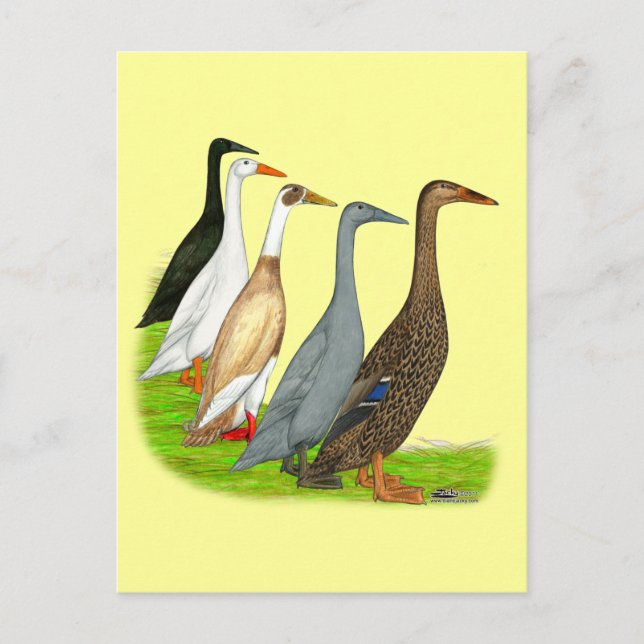 Carte Postale Assortiment de canard coureur (Devant)