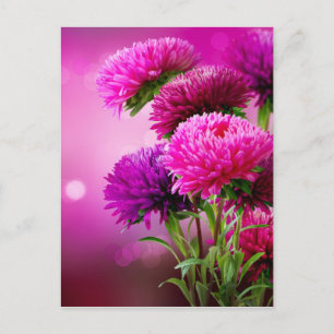 Carte Postale Aster Autumn Flowers Art Design