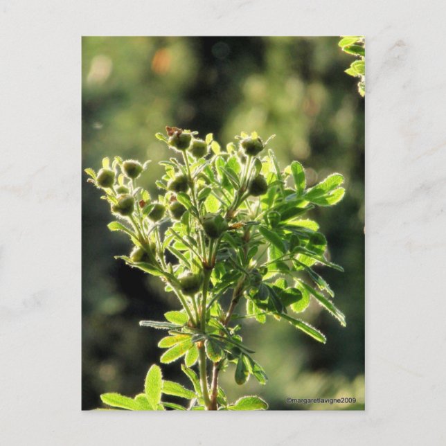 Carte Postale Aster Buds (Devant)