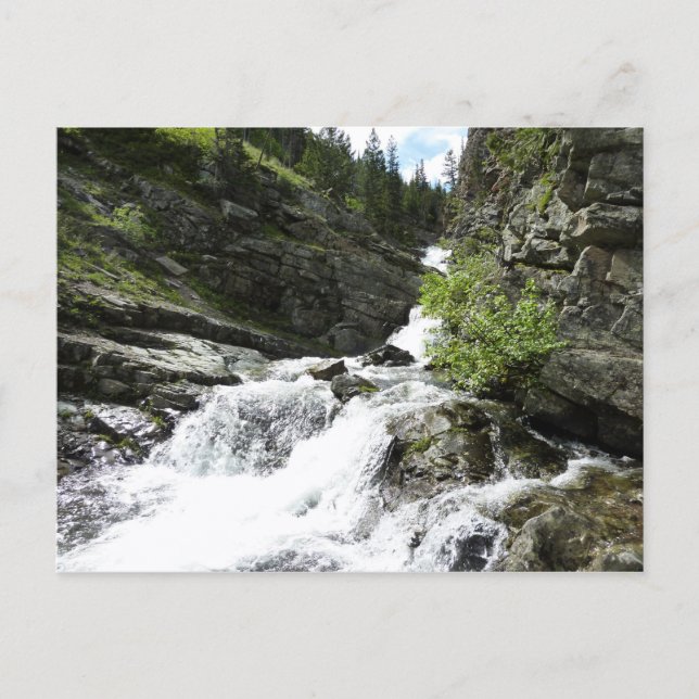 Carte Postale Aster Creek à Glacier National Park (Devant)
