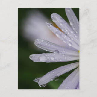 Carte postale Aster Flower