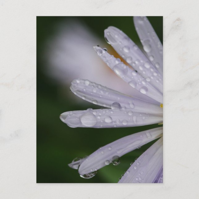 Carte postale Aster Flower (Devant)