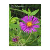Carte postale Aster Symphotrichum Nouvelle-Anglete