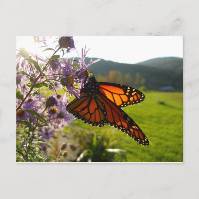 Carte Postale Aster Visitor (Devant)