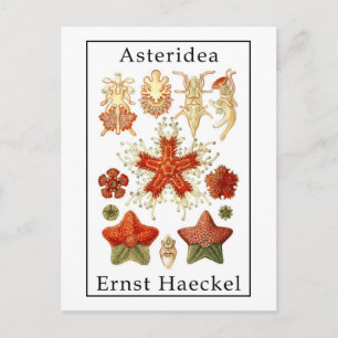 Carte Postale Astéridée par Ernst Haeckel