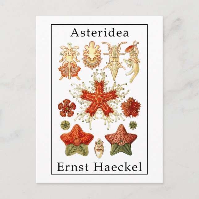 Carte Postale Astéridée par Ernst Haeckel (Devant)