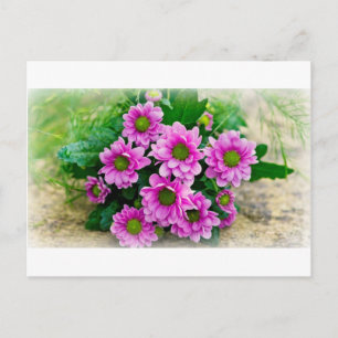 Carte postale Asters