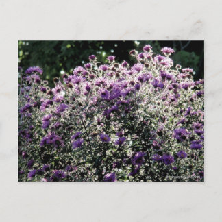 Carte Postale Asters rétroéclairés