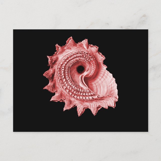 Carte Postale Astraea heliotropium (Devant)