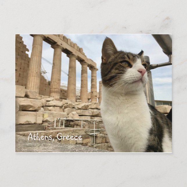 Carte postale Athens Cat Kitten Acropolois Parthen (Devant)