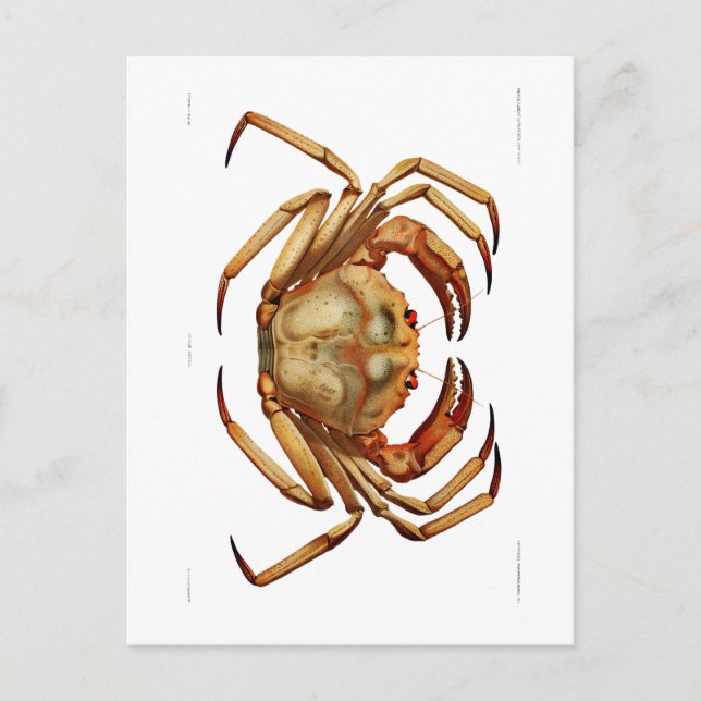 CARTE POSTALE "ATLANTIC DEEP SEA CRAB" VIE MARINE (Devant)