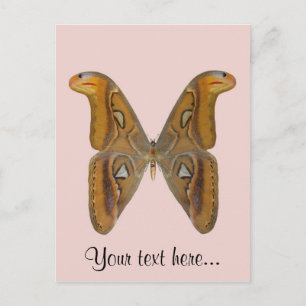 Carte Postale Atlas Moth