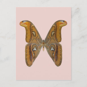 Carte Postale Atlas Moth