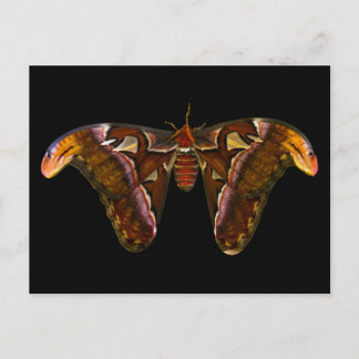 Carte Postale Atlas Moth - Snake Head