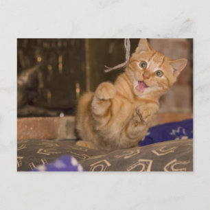 Carte Postale Attaque à Kitten
