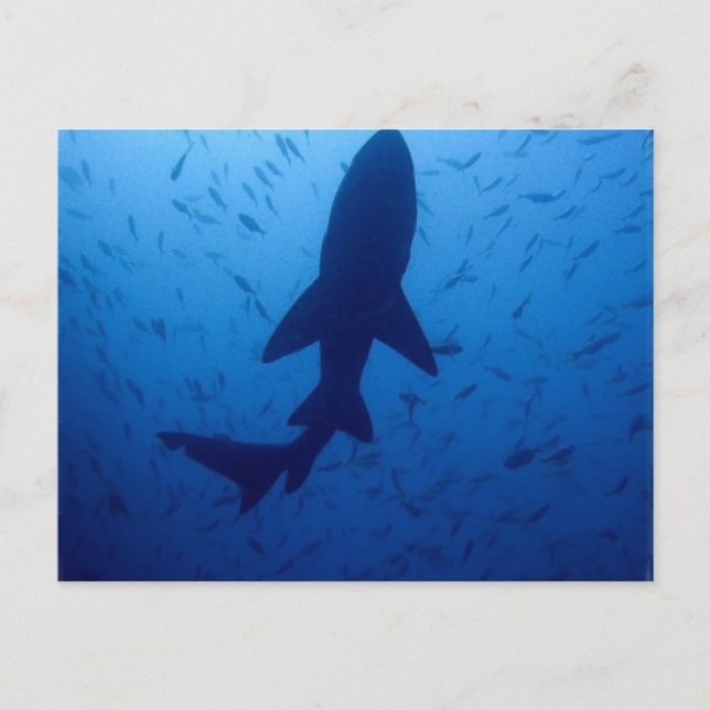Carte postale Attaque de requin (Devant)