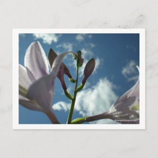 Carte Postale "Atteindre pour le ciel"