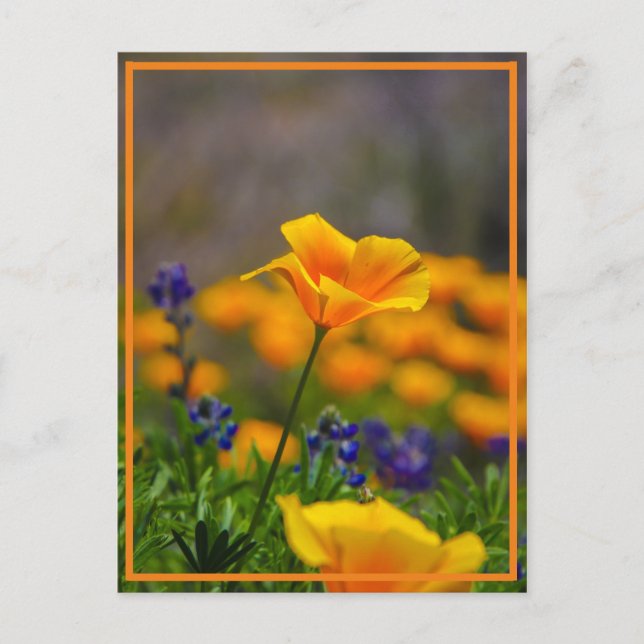 Carte Postale Atteindre pour l'étoile (Devant)