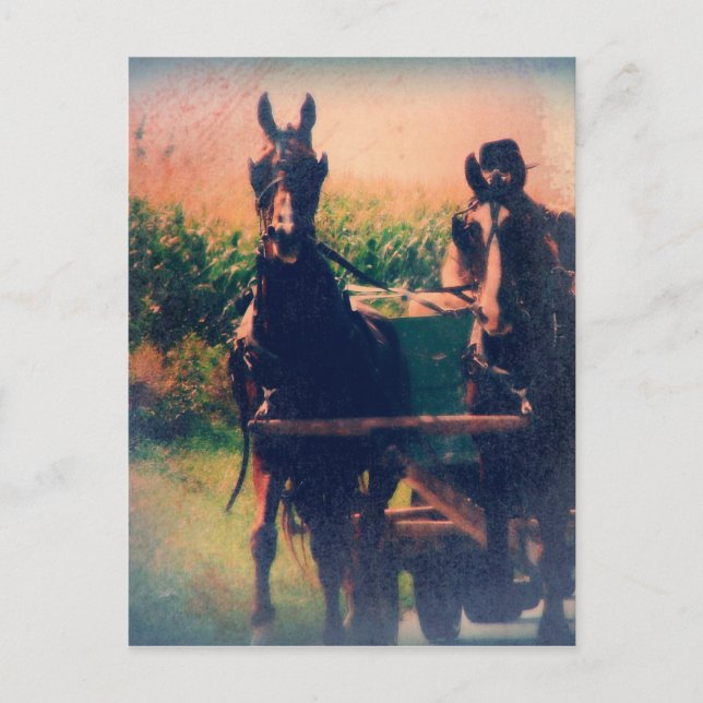 Carte Postale Attelage de chevaux Amish (Devant)