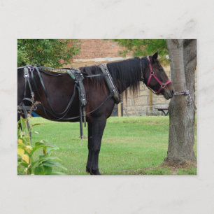 Carte Postale Attente