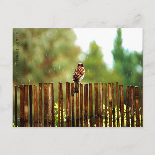 Carte Postale Attente (Devant)