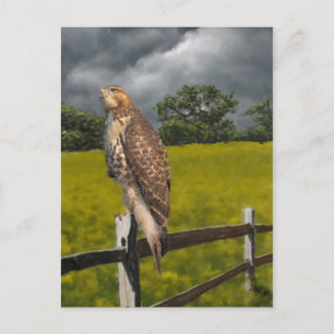 Carte Postale Attente de la tempête - Red tail Hawk